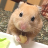 大豆大好き