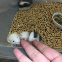 ラットベビー里親さま募集
