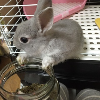 うさぎ生後7ヶ月、里親を募集しています