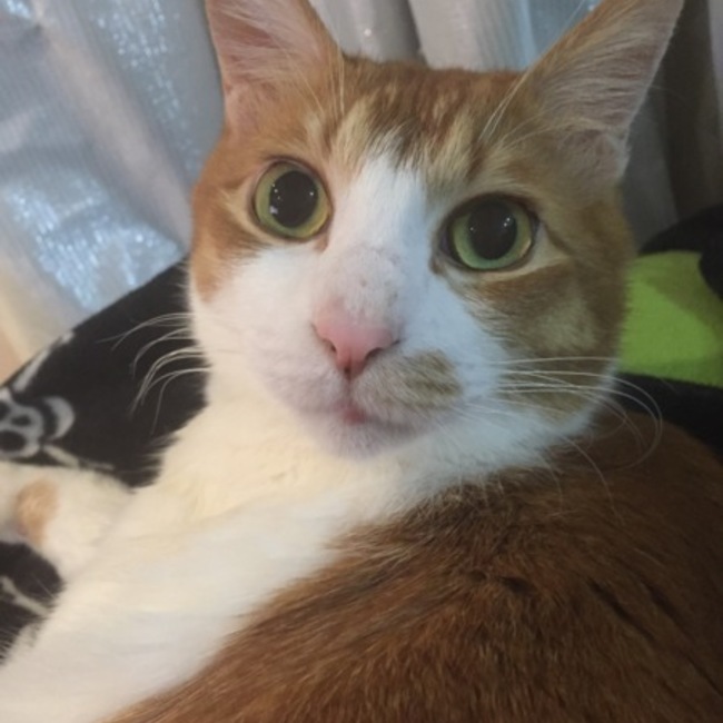 千住猫柳町のカバー写真