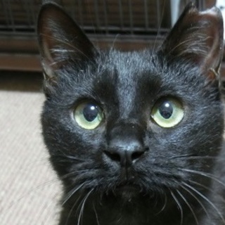 甘いぞおー可愛いぞおー♪ザ・黒猫の「あんこ」です！