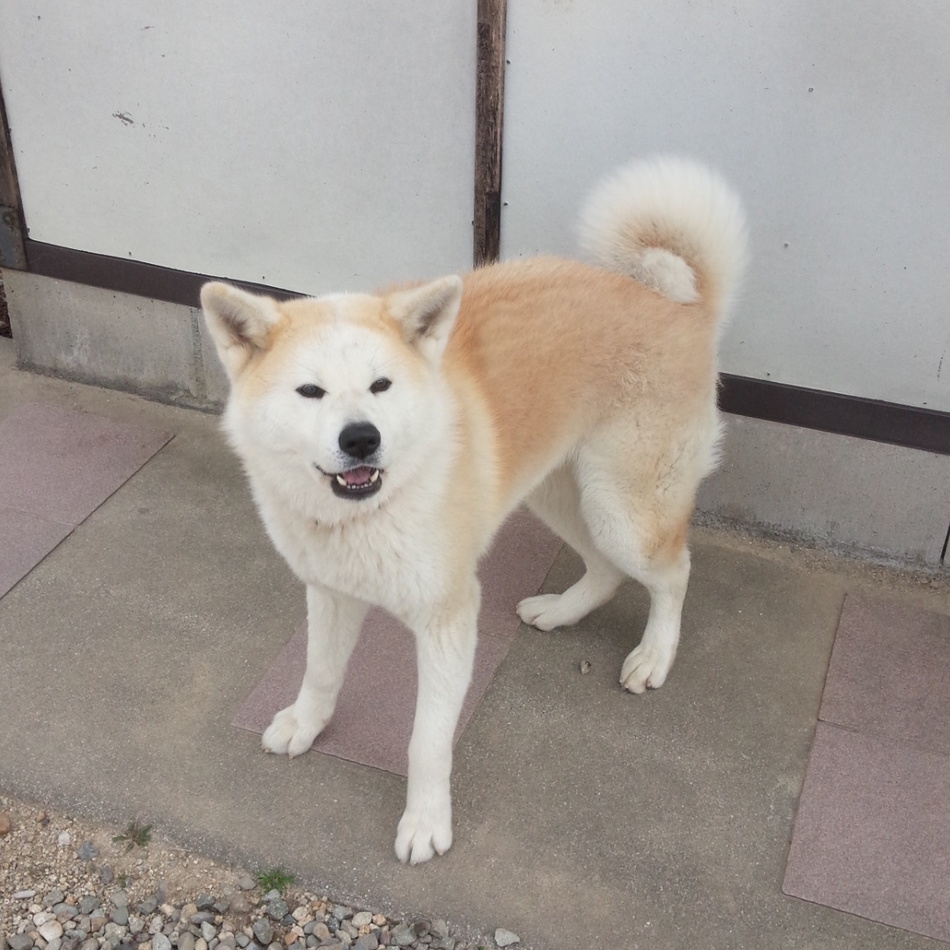 ゆきのカバー写真
