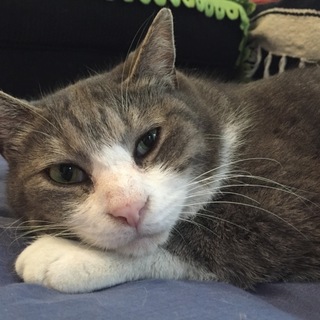 足立区　約３歳ぽっちゃり八割れ灰色　男の子