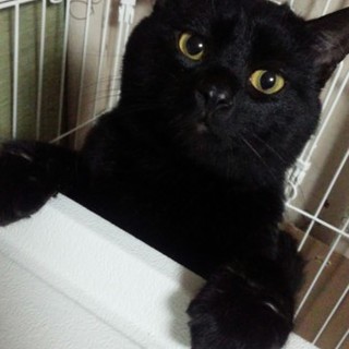 甘えベタな真っ黒ジャンボ君