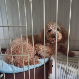 トイプードル2歳の里親募集