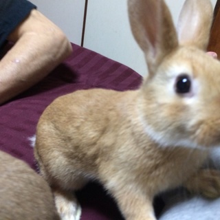 もうすぐ3ヶ月になるウサギの里親募集！！