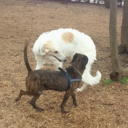 白馬と仔豚（＾＾；