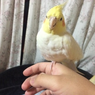 オカメインコ 里親募集です