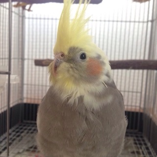 オカメインコメス1歳の里親さん募集中！