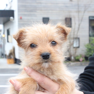 生後約1.5ヶ月　テリア風の男の子