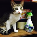 7ヶ月ほどに仔猫です。助けてください