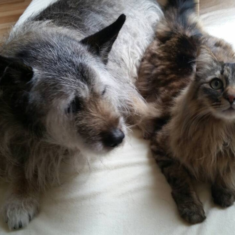 ちびのカバー写真