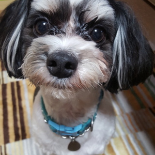 愛情を持って可愛がって下さる方に