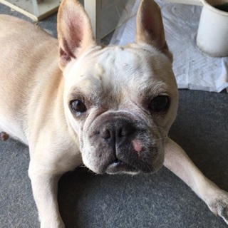 急いでます！フレンチブルドッグ