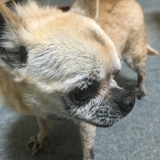 急いでます！チワワ