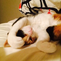 みかん