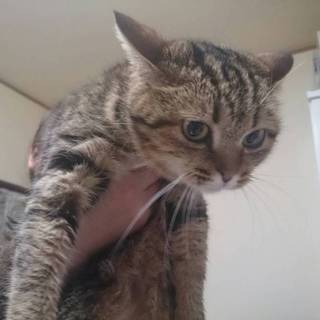 プリティな　きじ猫ちゃんを保護しています