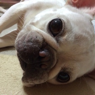 愛嬌たっぷりのフレンチブルドッグ♀