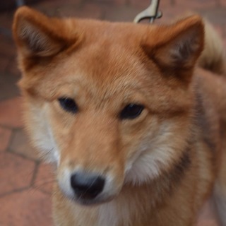 柴犬雑種の健くん