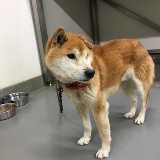 川で溺れていたところをレスキューされたてつおくん！