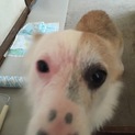 2歳のウェルシュ・コーギー