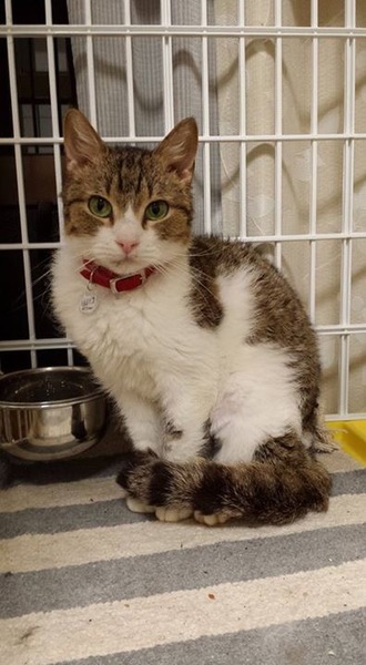 スクーカムのみぞれちゃん」東京都 - 猫の里親募集(101327) :: ペット 