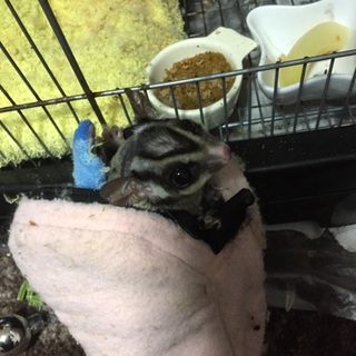 スティッチモモコといいます。当初、メスだと思い…