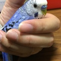 セキセイインコ若鳥 ペア 再募集