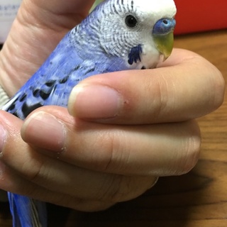 セキセイインコ若鳥 ペア 再募集