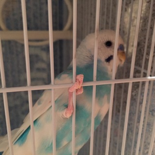 里親募集！セキセイインコ