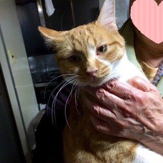 5ヶ月♪留守番可♪おっとり癒し系のブサカワちゃん♪