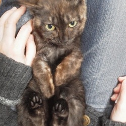 春だから、卒業したいYO！おぶねこ譲渡会開催だYO！！ サムネイル3