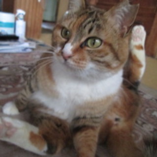 短足が可愛い♪縞三毛さん