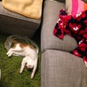 ビニール袋はベッド