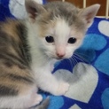 可愛いミケ柄の仔猫ちゃん