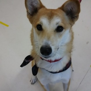 すずめ：お散歩大好き元気娘