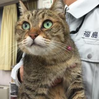 会津保健所　キジトラの女の子