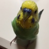 今年 1月に大切な大切なインコちゃんを亡くしました…。