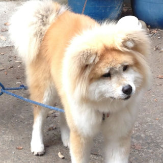 秋田犬 キヨちゃん!! 里親募集