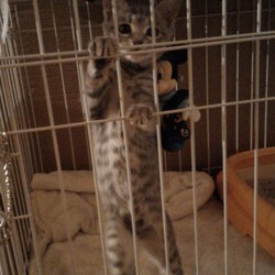 出たいみたいです。