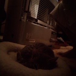 「出たいみたいです。」サムネイル3