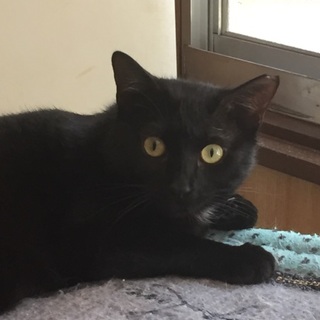 甘えん坊なクロちゃん