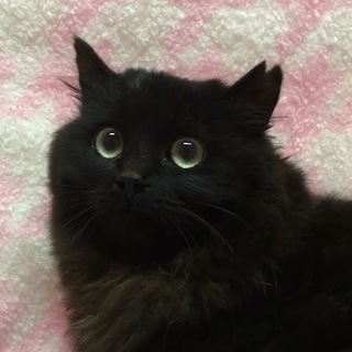 くるりちゃん【必ず募集詳細情報をご確認ください】