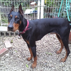 ペットホテルに初お泊り