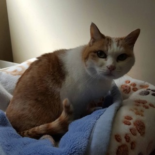 懐っこいおばあちゃん猫「ミーちゃん」推定15歳以上