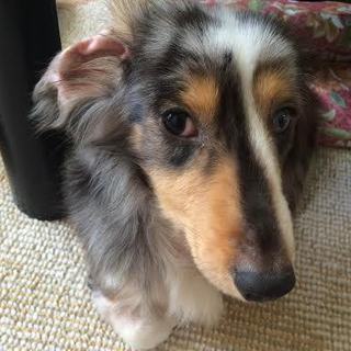 Mダックス♂きれいなダップルです