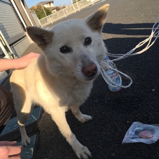 迷い犬保護しました