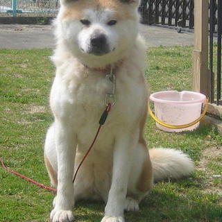 秋田犬かメルちゃん 素敵な里親様に巡り会いました