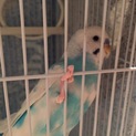 セキセイインコ里親！