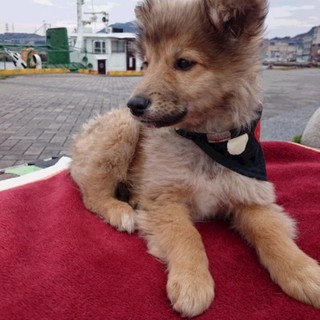 子犬　2月半　オス　元気もの